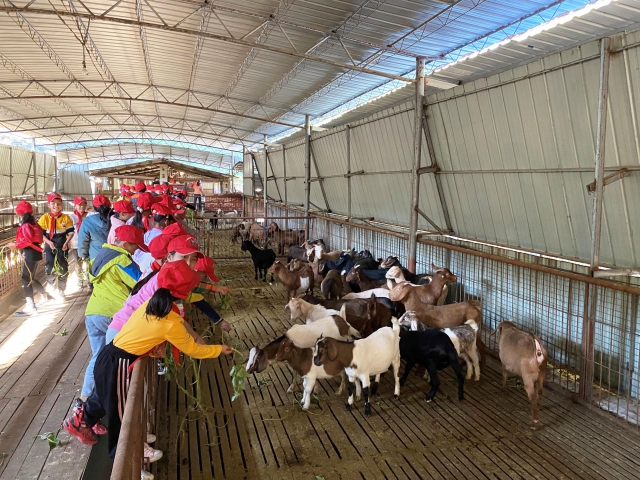 學生們在養殖場給羊喂食（學校供圖）.jpg