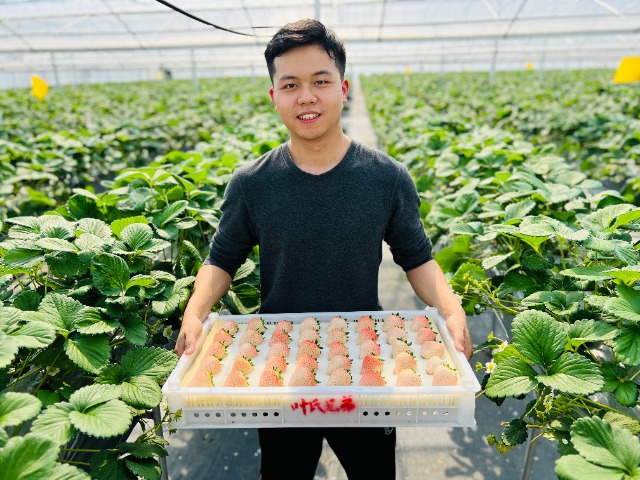 傅昊韋展示優(yōu)質(zhì)草莓 學(xué)校供圖.jpg 傅昊韋展示優(yōu)質(zhì)草莓 學(xué)校供圖.jpg