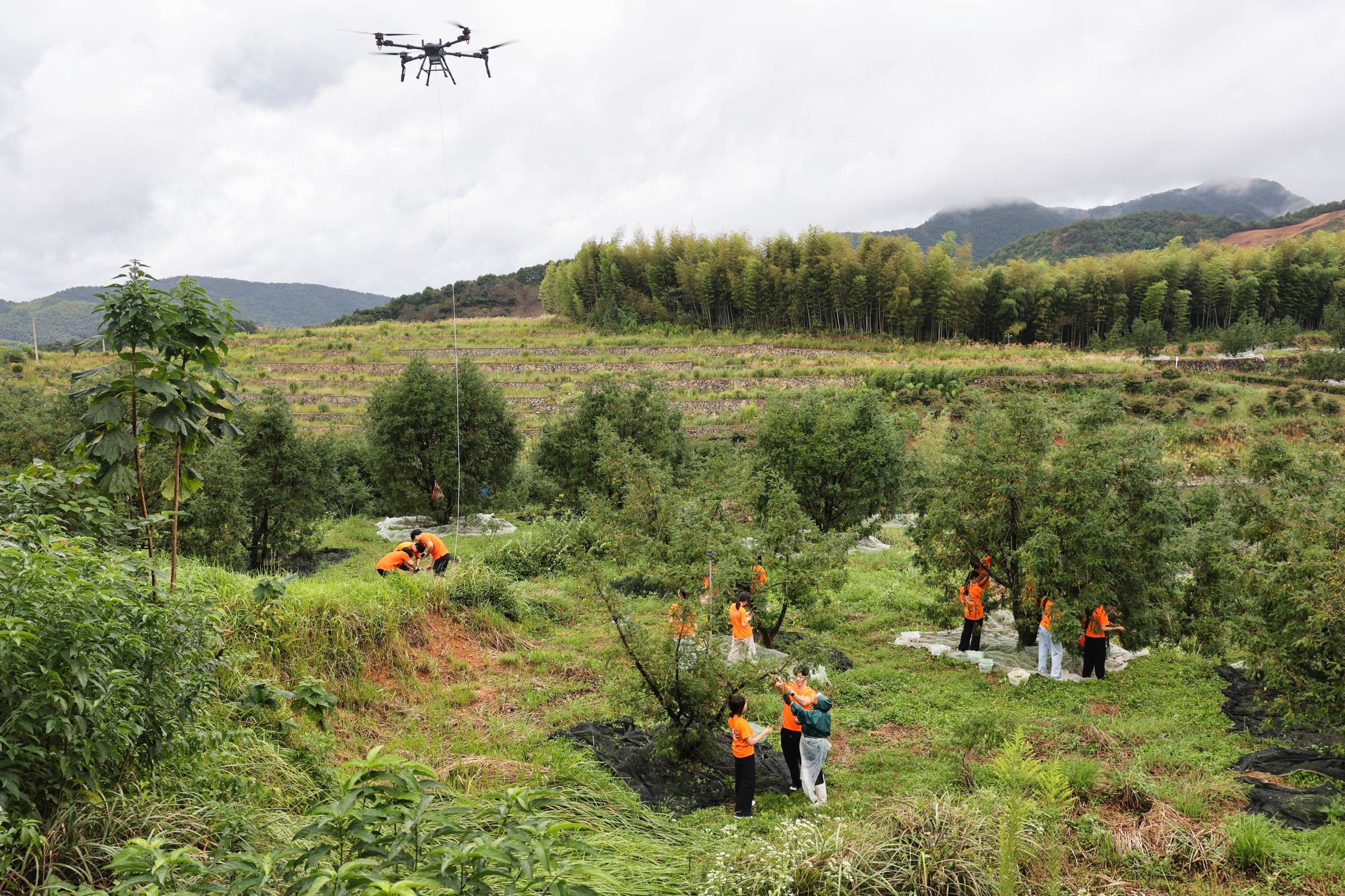 寧波城市職業技術學院學生用無人機運輸香榧   學校供圖.jpg