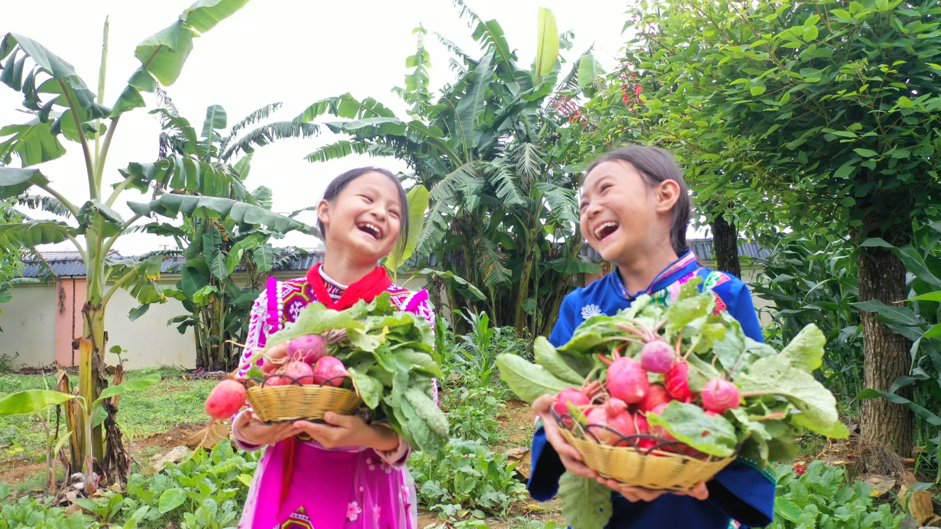 馬關縣小壩子鎮金竹棚小學學生收獲紅蘿卜。楊志軍  攝   1.jpg