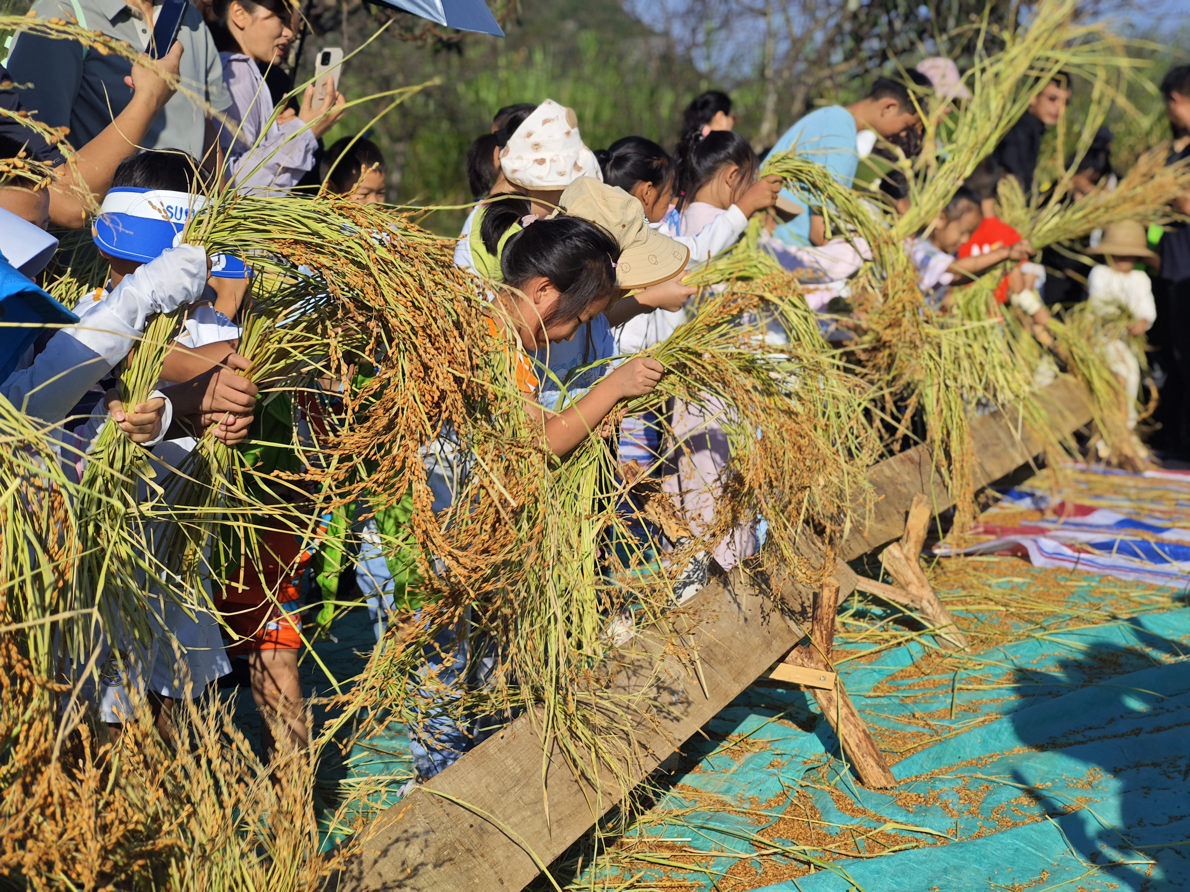 丘北縣第二小學校學生在普者黑勞動實踐基地打谷子。張旭東 攝