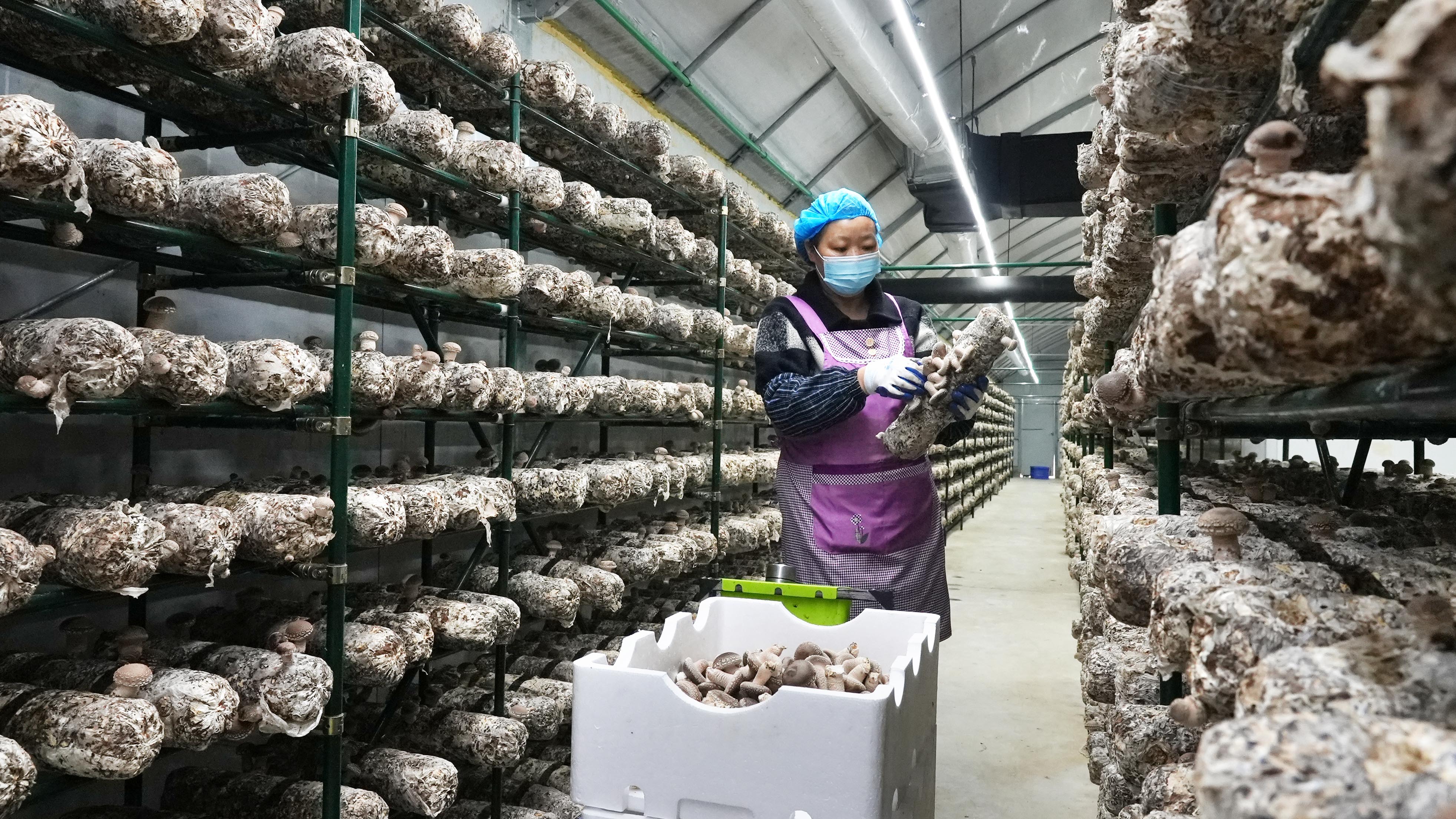 4.慶元菇農(nóng)忙著采收成熟香菇.jpg 4.慶元菇農(nóng)忙著采收成熟香菇.jpg