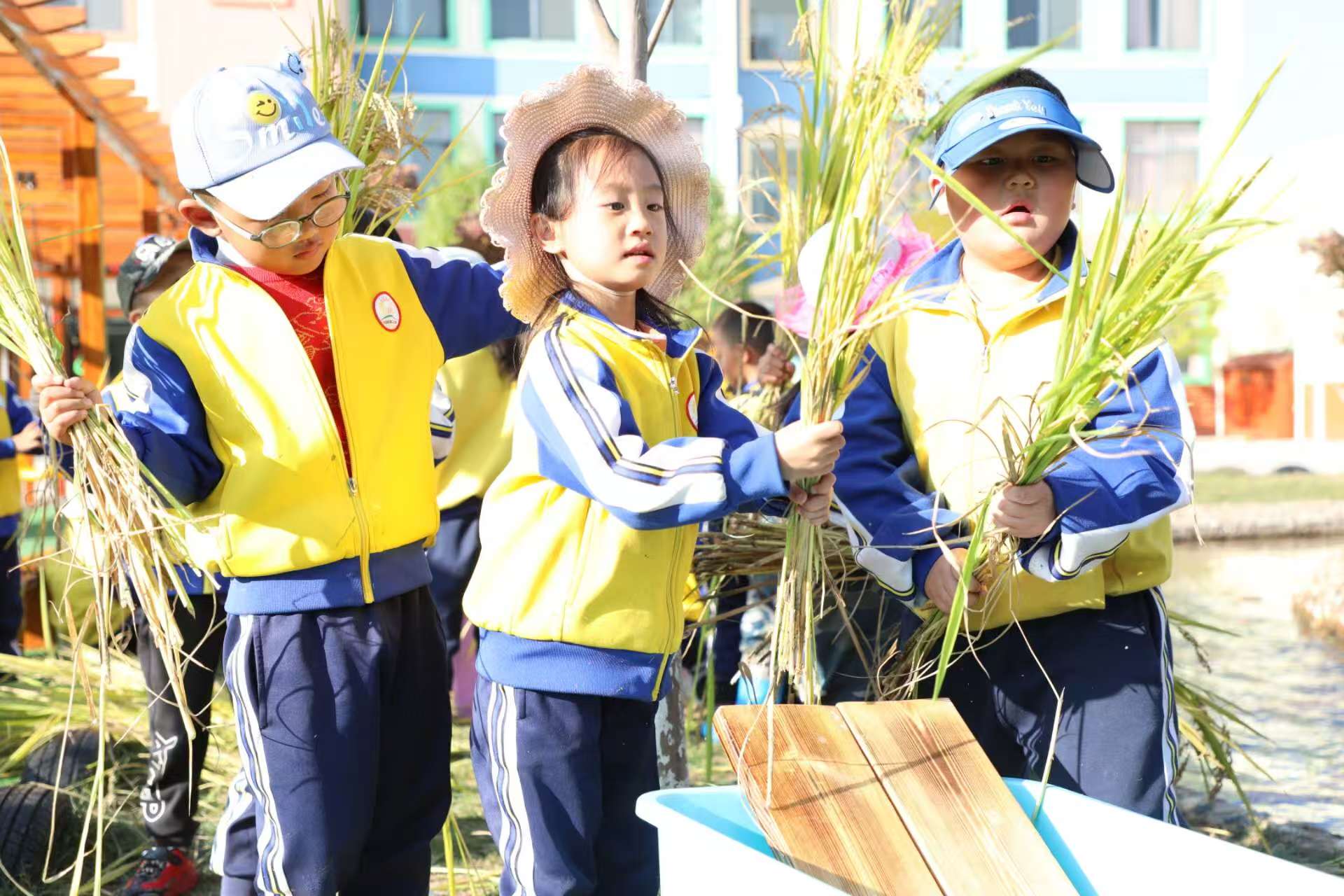 在沾益區第二幼兒園里孩子們收稻體驗 張樸仙拍攝.jpg 在沾益區第二幼兒園里孩子們收稻體驗 張樸仙拍攝.jpg