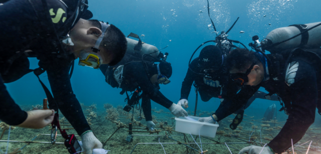 海南大學科研團隊在三亞海底進行珊瑚種植。（學校供圖）.png